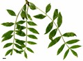 SpeciesSub: 'Aurea Pendula' SpeciesSub: 'Aurea Pendula'